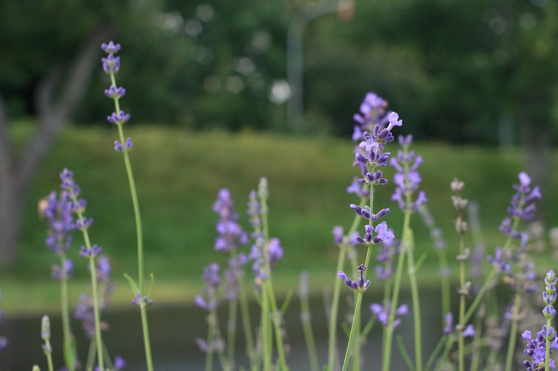 ファイル 2-1.jpg