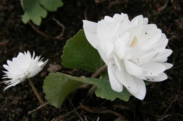 ファイル 200-4.jpg