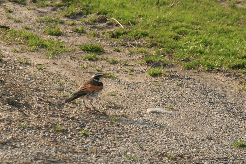 ファイル 206-1.jpg