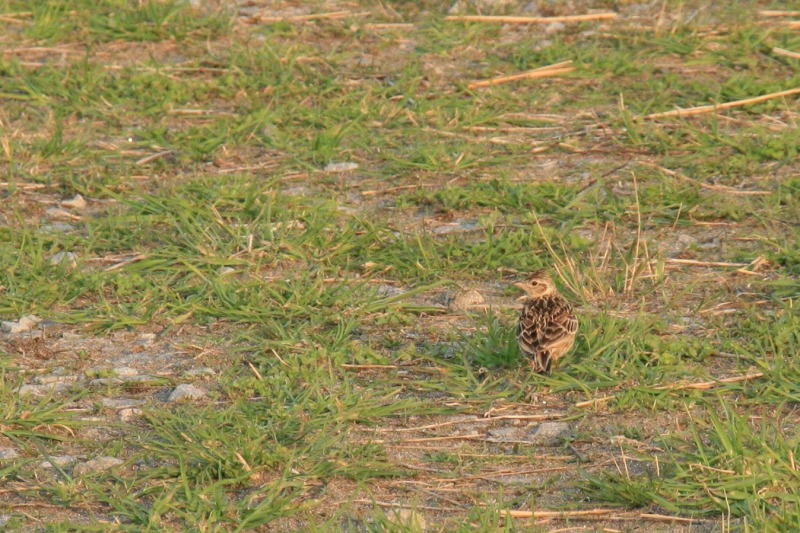 ファイル 206-2.jpg