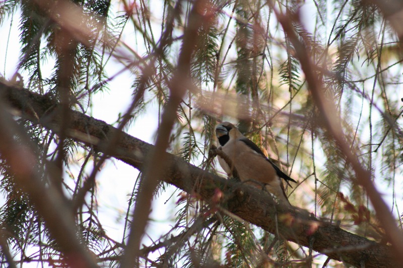 ファイル 207-2.jpg