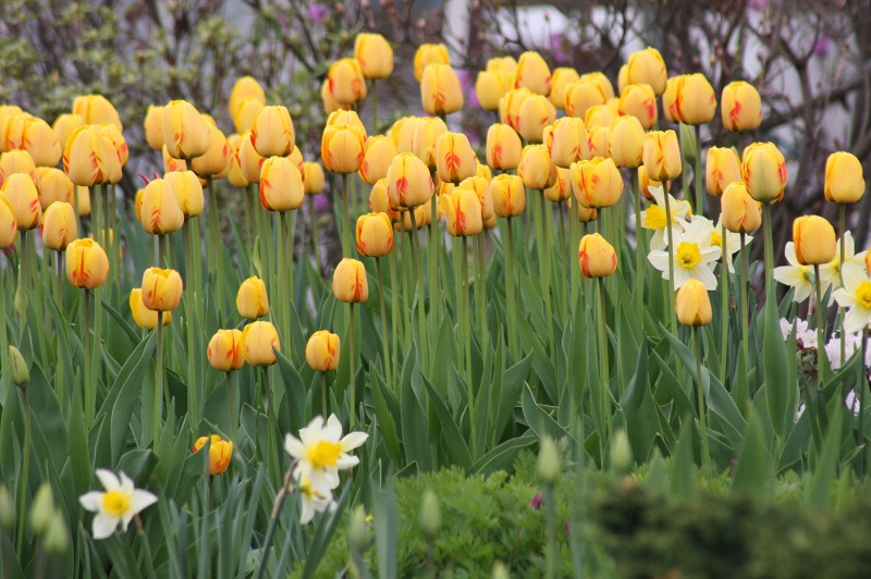 ファイル 213-1.jpg