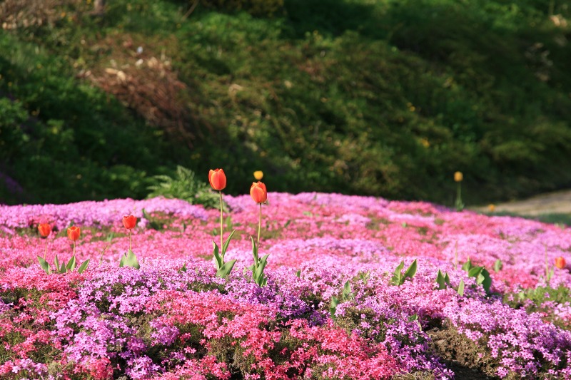 ファイル 213-3.jpg