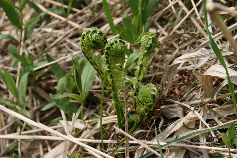 ファイル 216-2.jpg