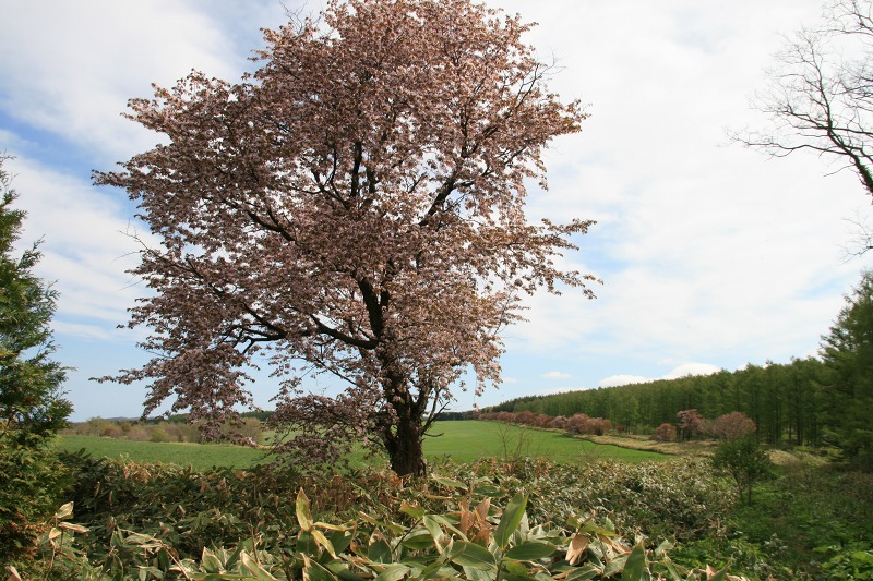 ファイル 216-3.jpg