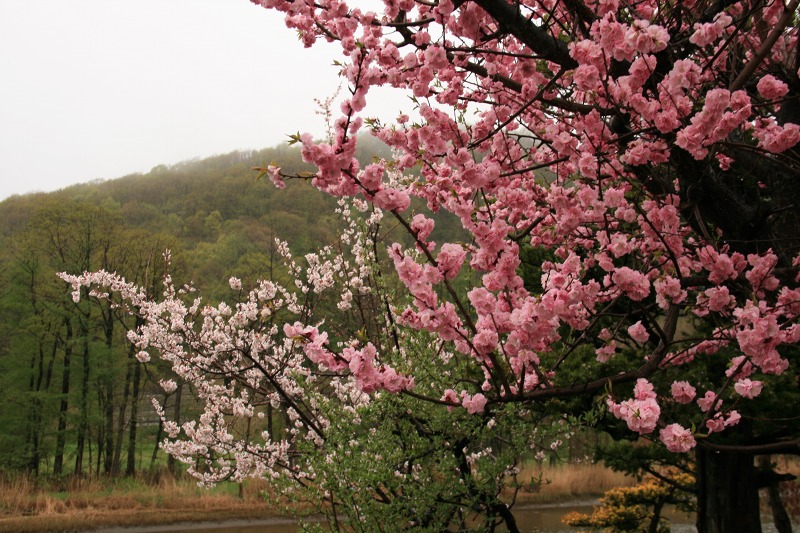 ファイル 218-1.jpg