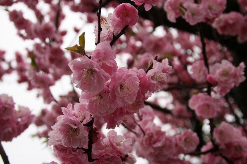 ファイル 218-2.jpg