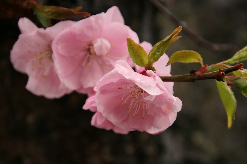 ファイル 218-3.jpg