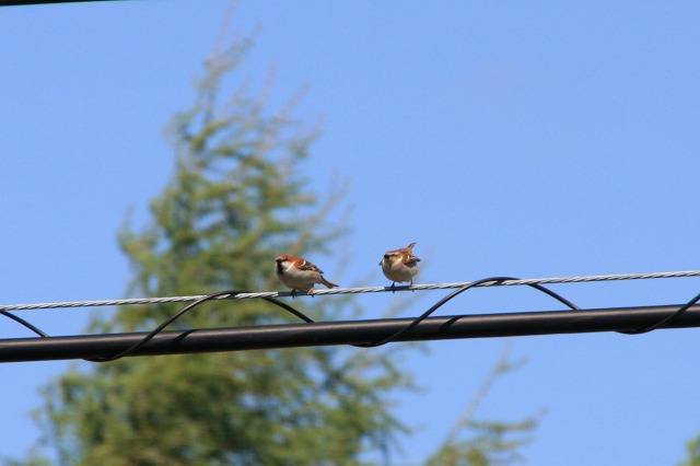 ファイル 219-1.jpg