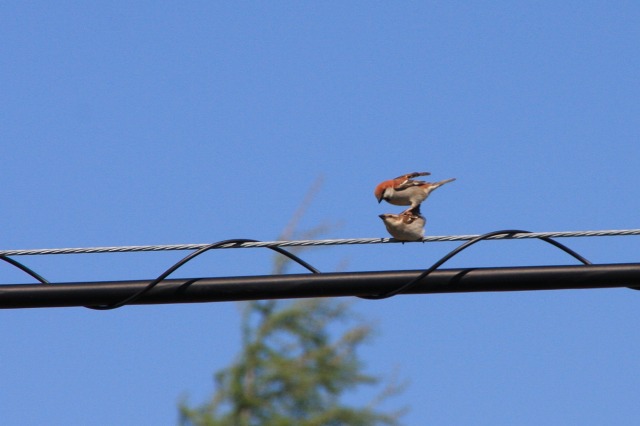 ファイル 219-2.jpg