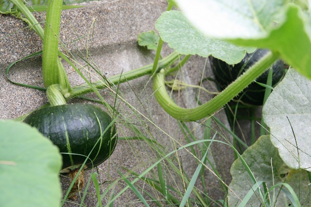 ファイル 22-2.jpg