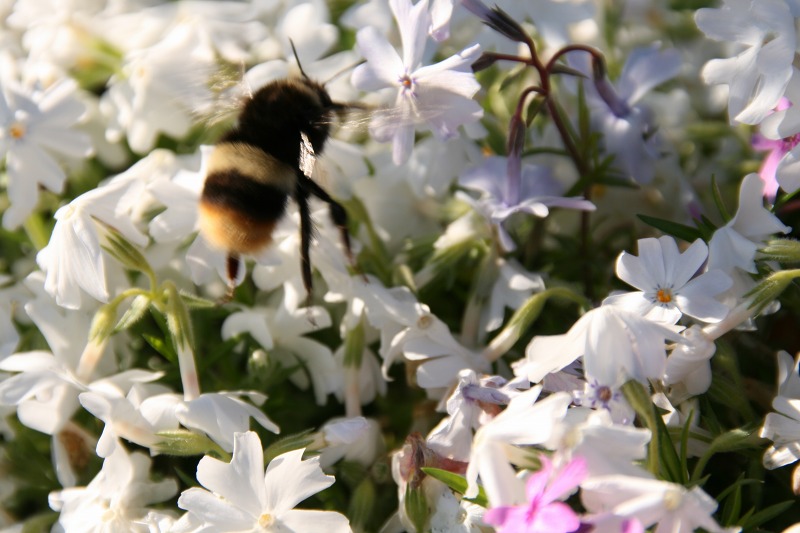 ファイル 220-5.jpg