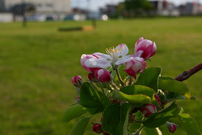 ファイル 225-2.jpg