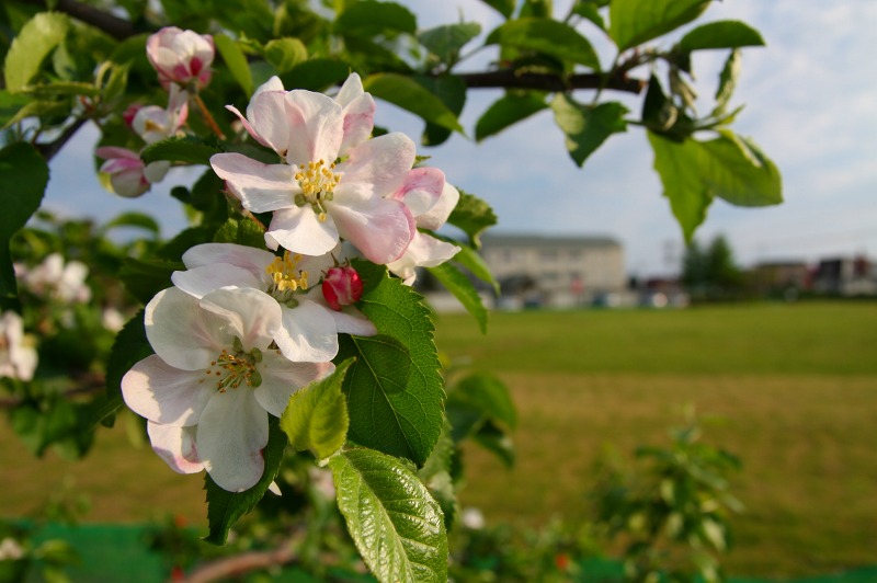 ファイル 225-3.jpg