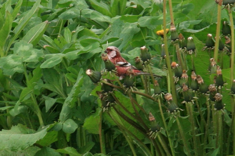 ファイル 226-1.jpg