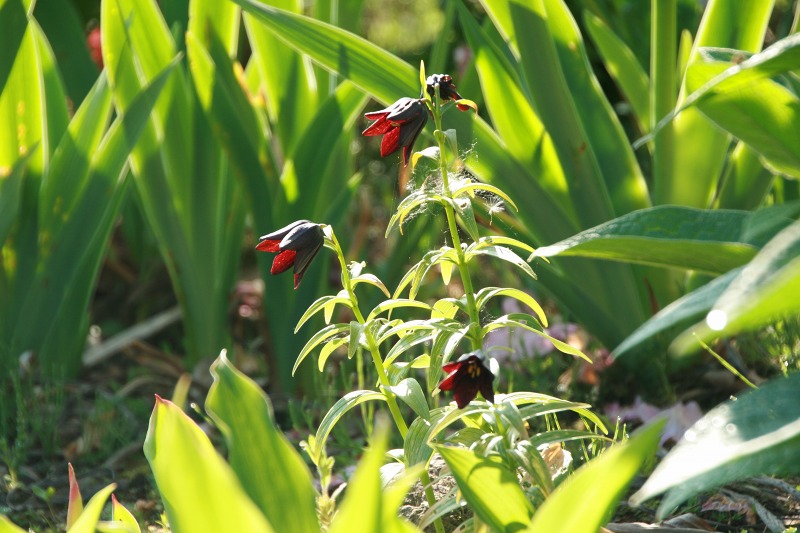 ファイル 230-1.jpg