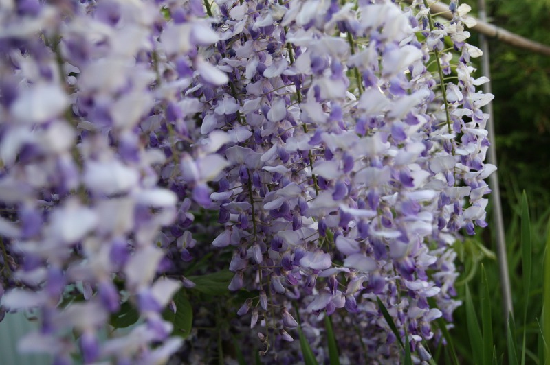 ファイル 231-1.jpg