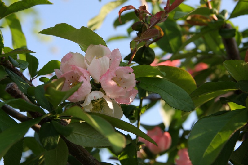 ファイル 231-2.jpg