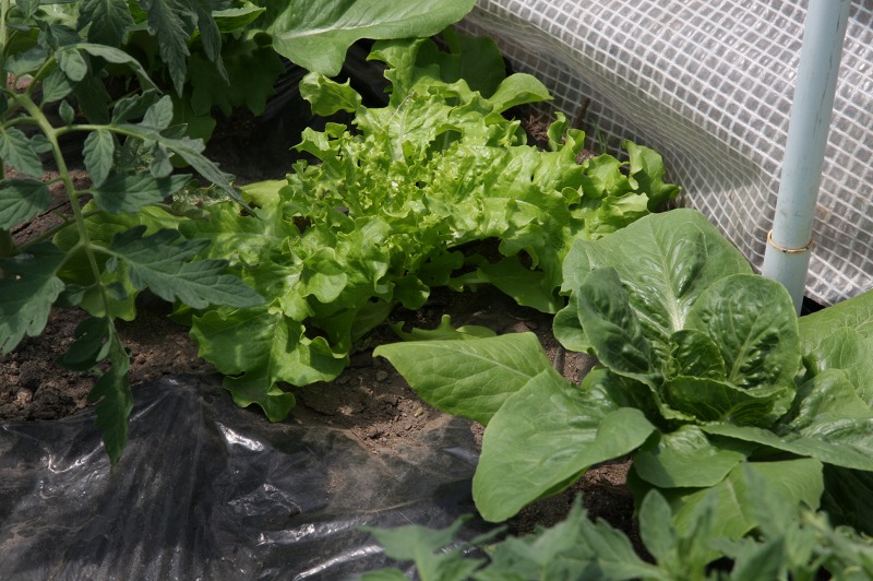 ファイル 233-3.jpg