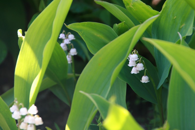 ファイル 234-1.jpg