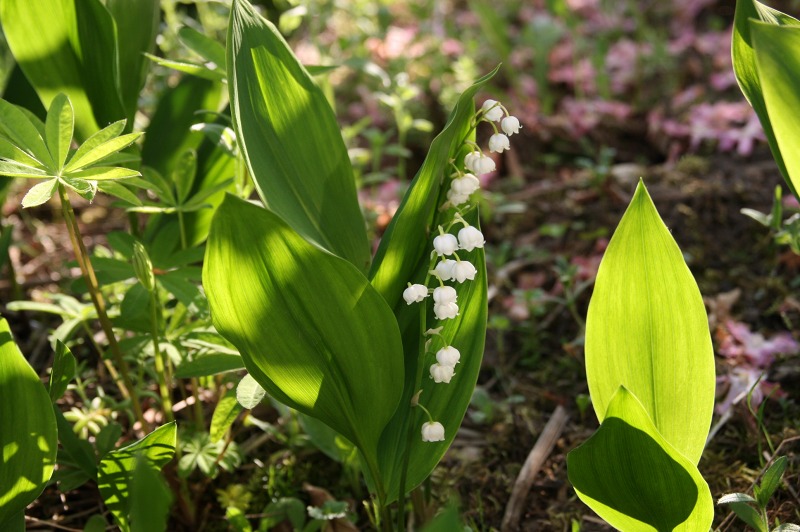 ファイル 234-3.jpg