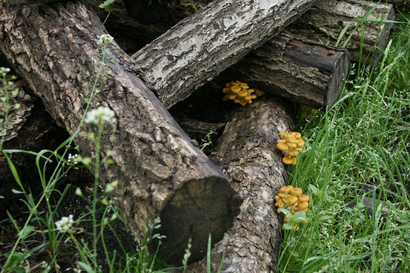 ファイル 236-1.jpg