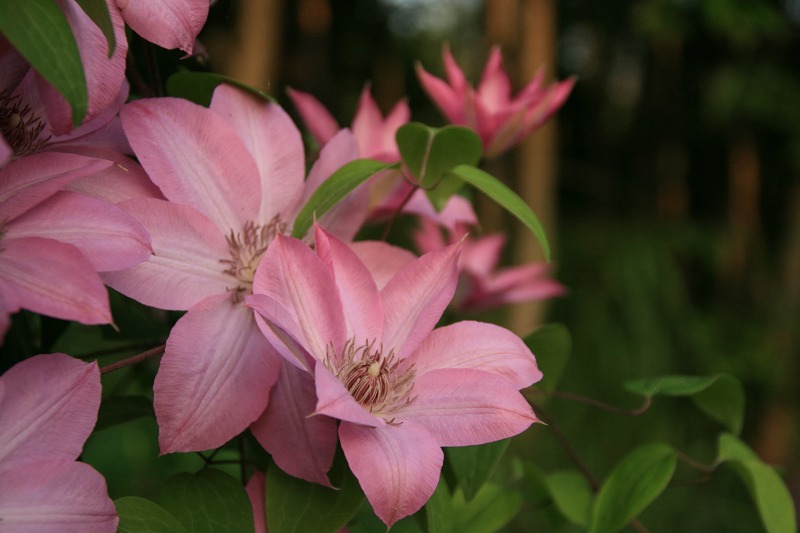 ファイル 236-4.jpg