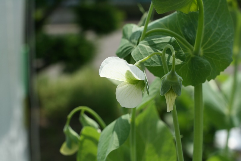 ファイル 238-1.jpg