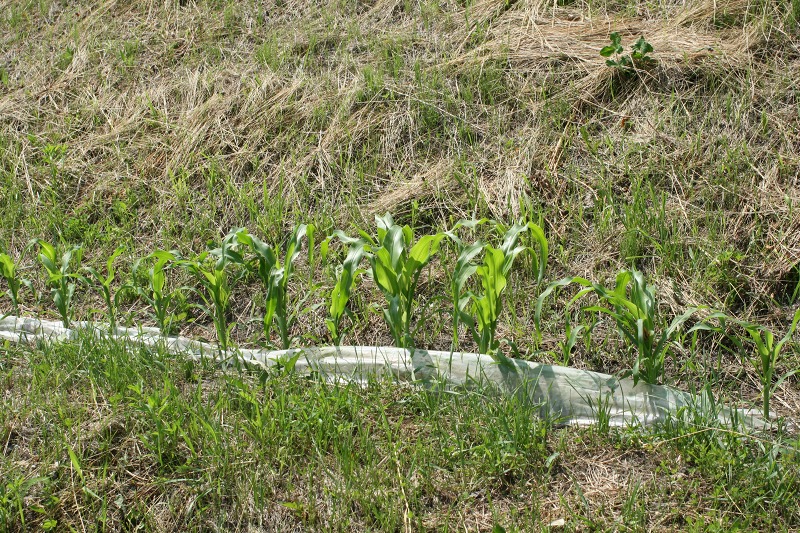 ファイル 238-2.jpg