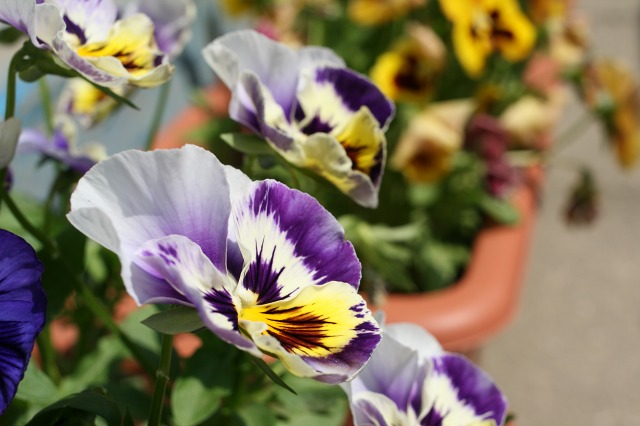 ファイル 239-1.jpg