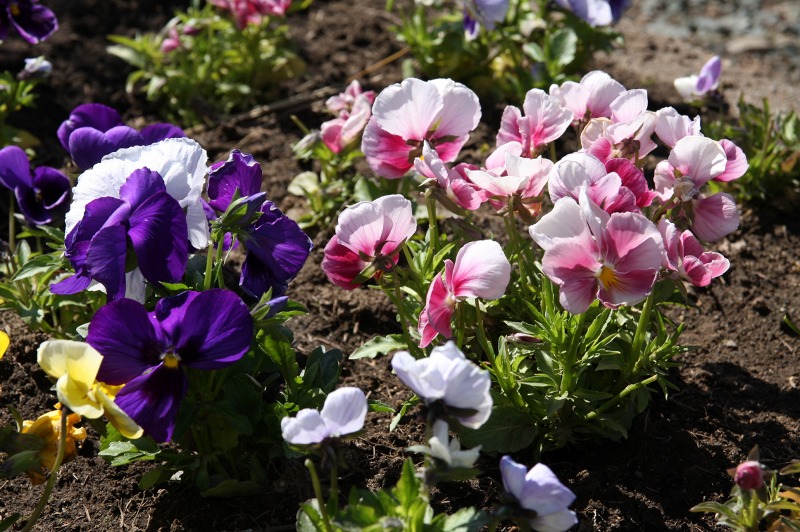 ファイル 239-2.jpg