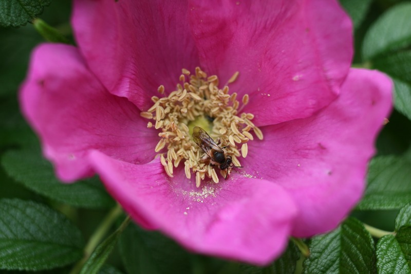 ファイル 239-4.jpg