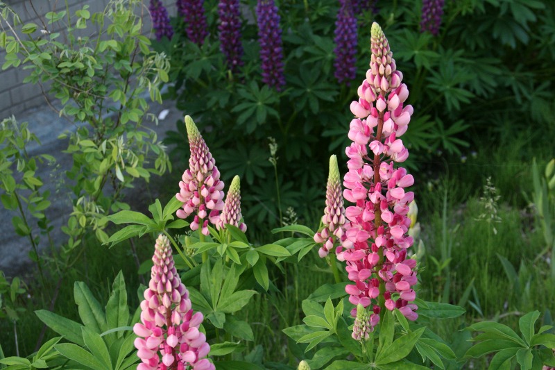 ファイル 239-5.jpg