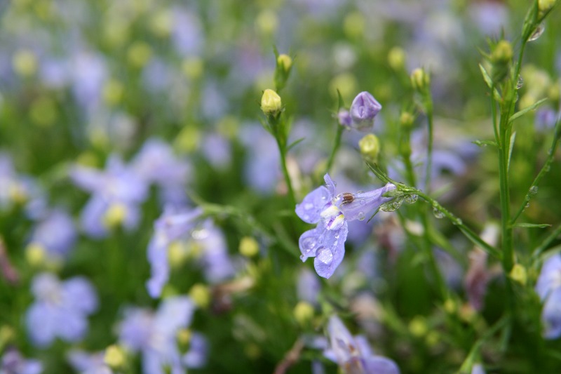 ファイル 240-5.jpg