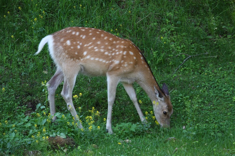 ファイル 245-1.jpg