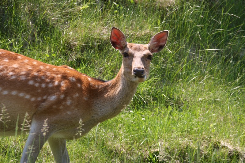 ファイル 245-2.jpg