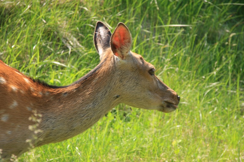 ファイル 245-3.jpg