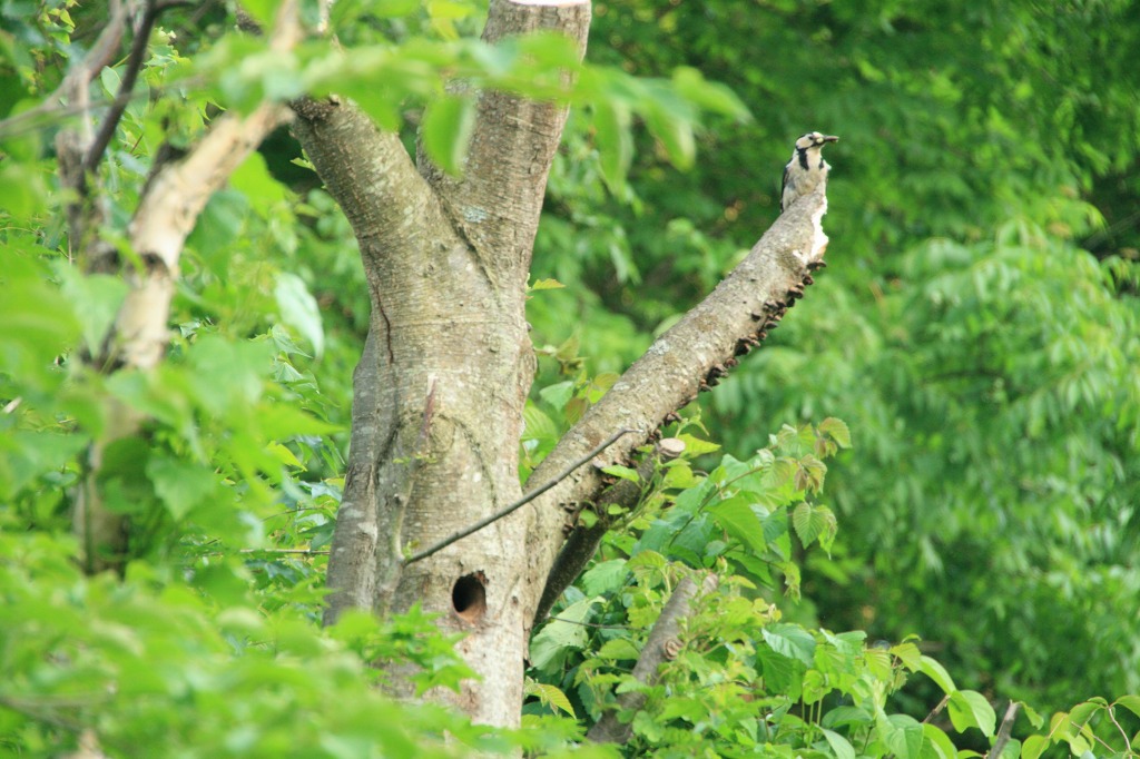 ファイル 246-3.jpg