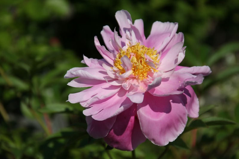 ファイル 247-2.jpg