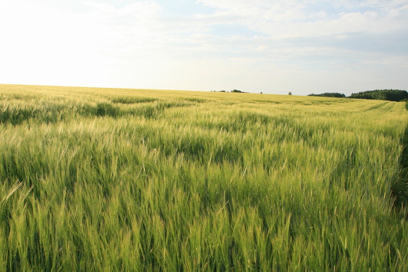 ファイル 248-2.jpg