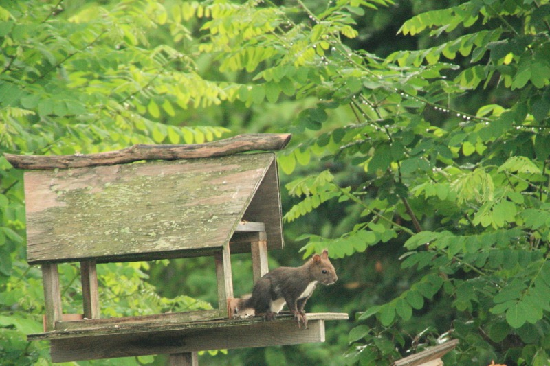 ファイル 249-3.jpg