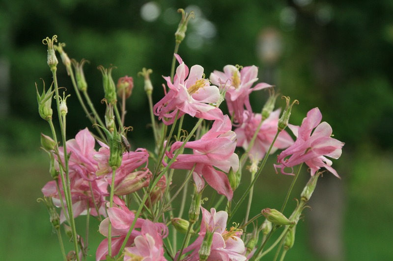 ファイル 249-4.jpg