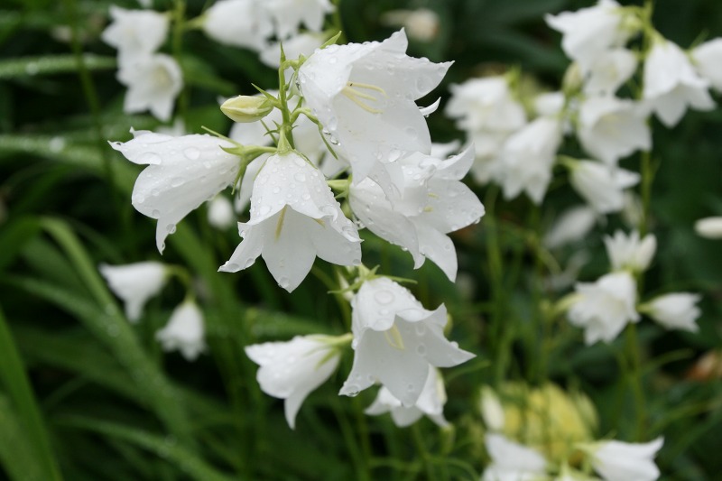 ファイル 249-5.jpg