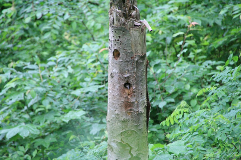 ファイル 251-1.jpg