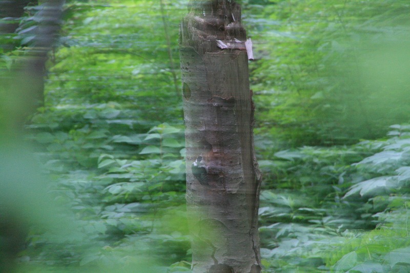 ファイル 251-3.jpg