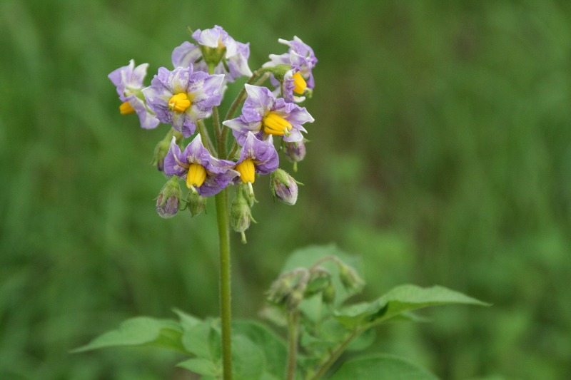 ファイル 252-1.jpg