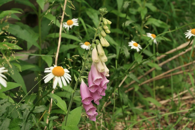 ファイル 252-2.jpg