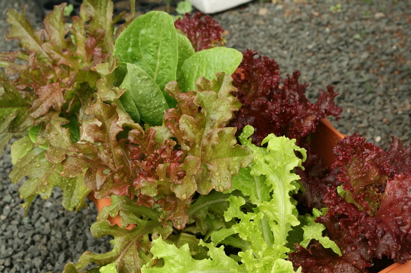 ファイル 252-3.jpg