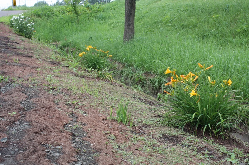 ファイル 253-1.jpg