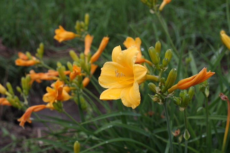 ファイル 253-2.jpg